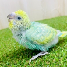 まるで妖精みたいな色合い🧚胸元のエメラルド🟢　セキセイインコ　パステルカラーレインボー