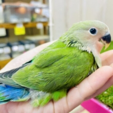 最新画像になりますよ⭐️まるで兄弟みたい！？💚❤️左のコザクラ相棒だよ❤️💚　コザクラインコ　ノーマル