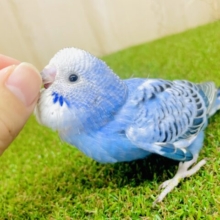 最新画像になりますよ⭐️無邪気に笑ってくれるだけで今日も頑張れる😝　セキセイインコ　オパーリン
