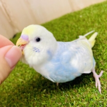 最新画像になりますよ⭐️しゅわしゅわ🫧＋レモン🍋の圧倒的なセンス⭐️ セキセイインコ　パステルレインボーパイド
