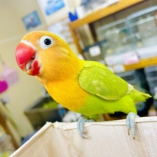 最新画像になりますよ⭐️きょろきょろキョロっぺ登場です⭐️ ヤマブキボタンインコ