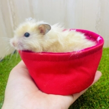 最新画像になりますよ⭐️個人的イチオシ❣️ツヤツヤ💎光沢サテンだよ〜🐹　長毛ハムスター　サテン　男の子