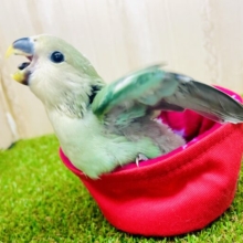 最新画像になりますよ⭐️こっち見てー❣️❣️優しさに包み込まれたコザたん💚　コザクラインコ　ブルーチェリー