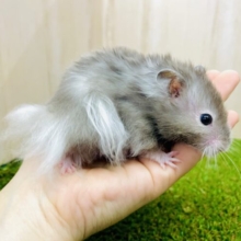 ふわふわ爆発☁️かわいいの塊だよっ🎵　長毛ハムスター　セーブル　男の子