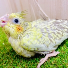 🌟星の粒がちりばめられた〜スーパーきらめきオカメちゃん🌟　オカメインコ　シナモンパール