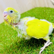 属性はキメラだよ🟡🟢ついにセキセイさんでも登場🎵　セキセイインコ　パイド