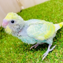 🍏✨背筋よくしてエメラルド胸元✨🍏　セキセイインコ　パステルカラーレインボー