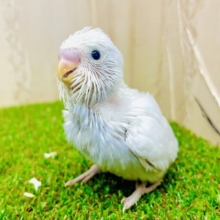☁️ほらほら！楽しんじゃって！はにかんじゃって！☁️ セキセイインコ　ダブルファクター