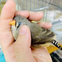 1人餌✨最新画像になりますよ⭐️トンネルくぐって～ハイチーズ📷✨　キンカ鳥　ノーマル