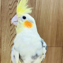 実は…なでられるの好きかも…♫オカメインコ(パイド)