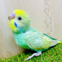 最新画像になりますよ！🍋🍏🍎フルーティーちゃんだよっ🍎🍏🍋みんなよろしくね🎵　セキセイインコ　レインボー