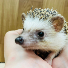 まるまるまるっとマイペース♪ハリネズミ(ノーマル) 男の子