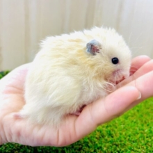 イチオシ🌟🐹ちょっと珍しい長毛さん🐹　長毛ハムスター　アプリコット　男の子