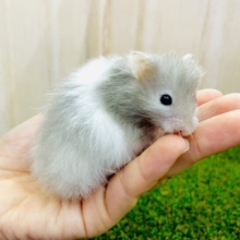 大変お待たせだよっ❣️神秘的✨✨⭐️明るめセーブル登場⭐️ セーブルハムスター　男の子