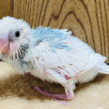 明るめカラーの人気者！セキセイインコ(パイド) ヒナ