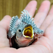 アピール力なら負けません！シルバー文鳥 ヒナ