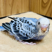 カメラ目線なら任せて！♪セキセイインコ(オパーリン) ヒナ
