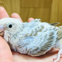 手の上ゴロン♪セキセイインコ(シナモンオパーリン) ヒナ