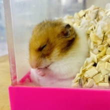 最新画像になりますよ⭐️「えっ、、？」とした表情が得意なゴーハムちゃんズ🐹🐹　ゴールデンハムスター　女の子