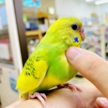 1人餌ホヤホヤ🌟ヒョウ柄パイド❣️最新画像になりますよ⭐️ウズウズしています💚💛可愛いお花ちゃんだよっ〜　セキセイインコ　パイド