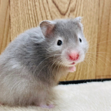 高いところもへっちゃらさ！セーブルハムスター(男の子)