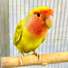 なれる予感💛コザクラインコ(タイガー) 2022年10月生まれ