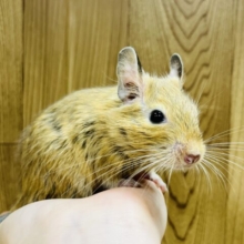 かまってほしくて呼び鳴きしちゃうよ！デグー(サンド) 男の子