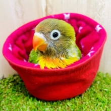 最新画像になりますよ⭐️きょろりん登場⭐️個性をしっかりだしたいの⭐️ キエリボタンインコ