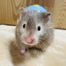 【最新画像更新🪄】仲良しすぎてシンクロしちゃう♫セーブルハムスター(男の子)