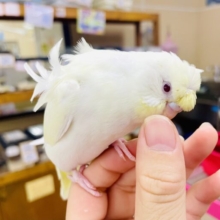 さし餌2回⭐️〜最新画像になりますよ〜ペイント！？🟡オシャレ模様が広がる羽衣ちゃん💛　羽衣セキセイインコ　クリームルチノー