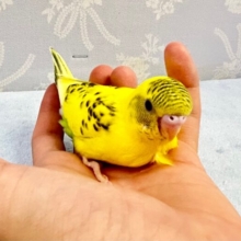 黄色💛セキセイインコ(イエローハルクイン)2023年8月生まれ