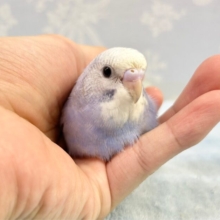 淡い紫💜セキセイインコ(ブルースパングル)2023年8月生まれ