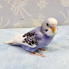人気カラー💙セキセイインコ(パイド)2023年8月生まれ