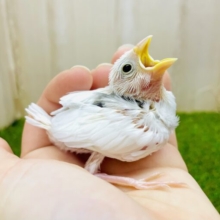 最新画像になりますよ⭐️将来はビッグなおもち文鳥になるのが夢なの🌟　白文鳥