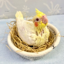 薄黄💛オカメインコ (ルチノー) 2023年8月生まれ