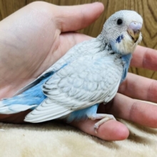 【最新画像更新🪄】首のワタワタはマフラーじゃないよ◎セキセイインコ(スパングル) ヒナ