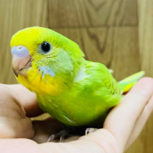 【最新画像更新🪄】コロンっとしたフォルムがきゅーと♡セキセイインコ(スパングル) ヒナ