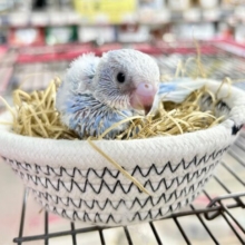 もくもく💭セキセイインコ(スパングル) 2023年8月生まれ