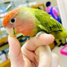 最新画像になりますよ⭐️❤️‍🔥是非注目❤️‍🔥オリーブのオッパ〜だよ❣️ コザクラインコ　オリーブオパーリン