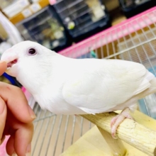 最新画像になりますよ⭐️なんだかんだ触れ合いたい🩷運命共同体コザたん！　コザクラインコ　バイオレットブルーイノ