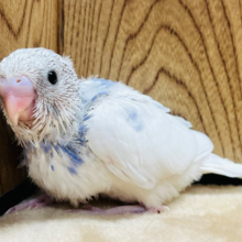 将来が楽しみで仕方ないっ☆セキセイインコ(パイド) ヒナ