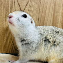 【動画更新🪄】表情豊かに成長中〜♡リチャードソンジリス(男の子)