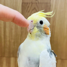 キュートフェイスに釘付け♡オカメインコ(パイド)