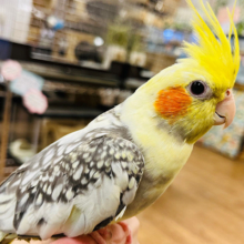 ツンツンツンデレなオカメちゃんにハマってみませんか？🫧オカメインコ(パールパイド)