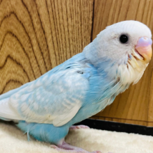 【最新画像更新🪄】見返り美インコ✨️セキセイインコ(スパングル) ヒナ