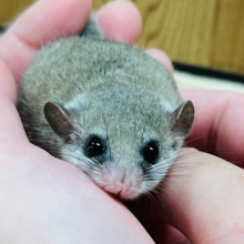 むっちむちぼでぃ♡アフリカヤマネ