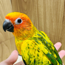 愛嬌モンスター♡♡コガネメキシコインコ ヒナ