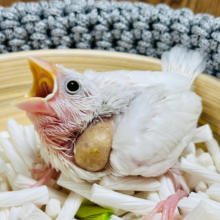 【最新画像更新🪄】この無表情にやられちゃいます♪白文鳥 ヒナ