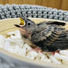 おっきくなるぞー！！桜文鳥 ヒナ