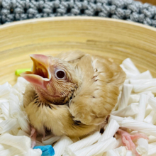 柔らかいカラーが人気なんです◎シナモン文鳥 ヒナ